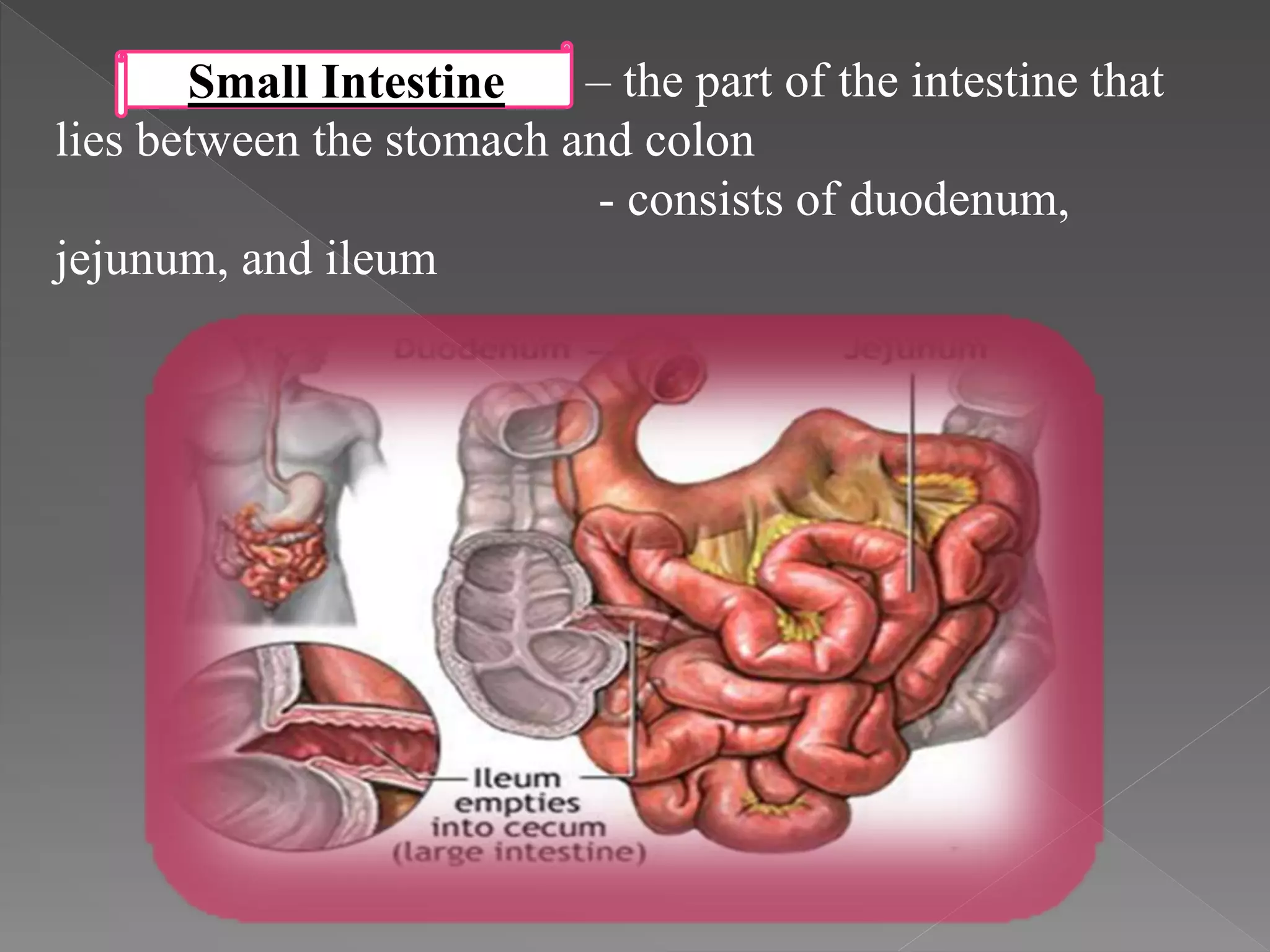 – the part of the intestine that
lies between the stomach and colon
- consists of duodenum,
jejunum, and ileum
Small Intestine