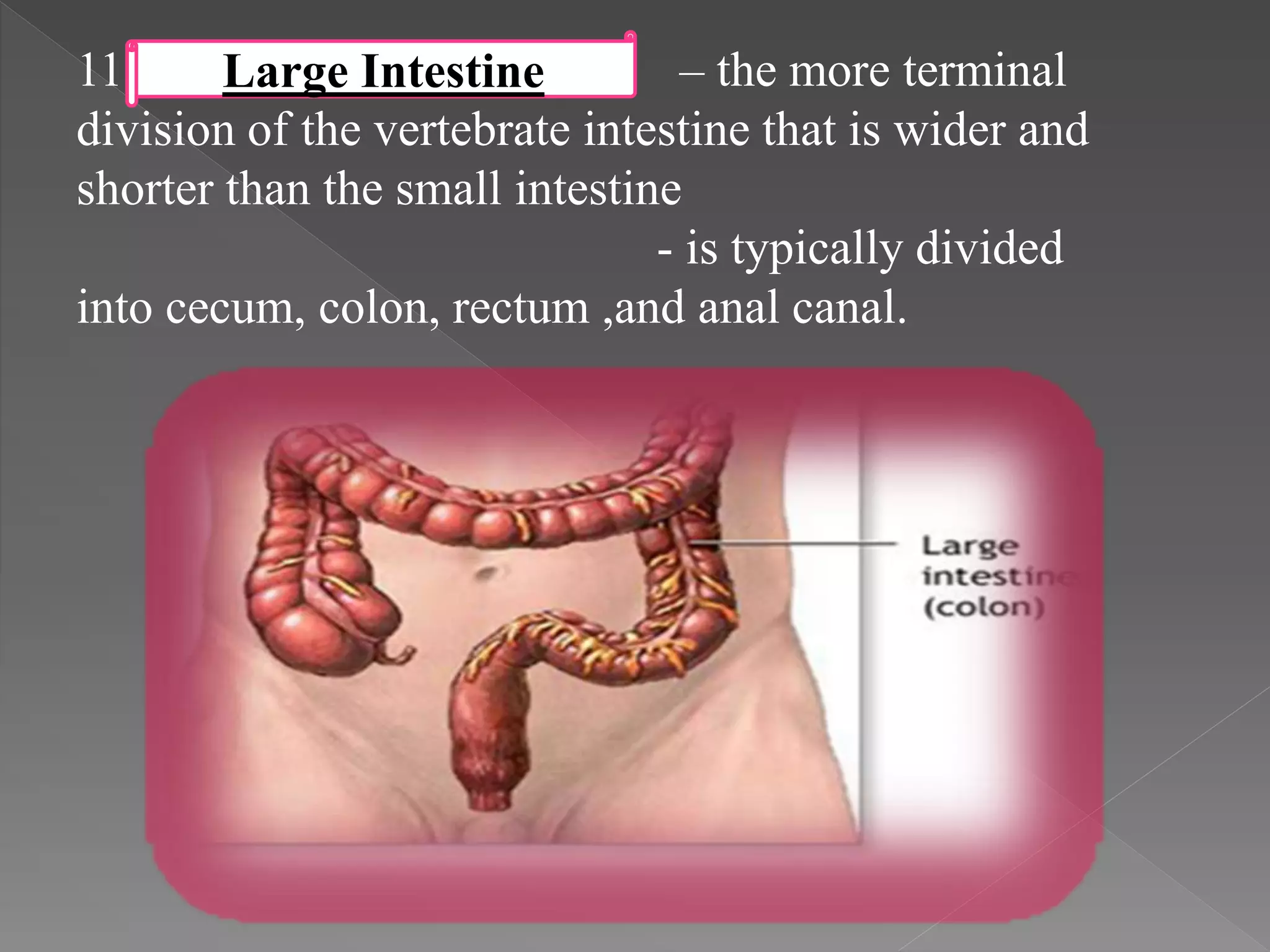 11. – the more terminal
division of the vertebrate intestine that is wider and
shorter than the small intestine
- is typically divided
into cecum, colon, rectum ,and anal canal.
Large Intestine