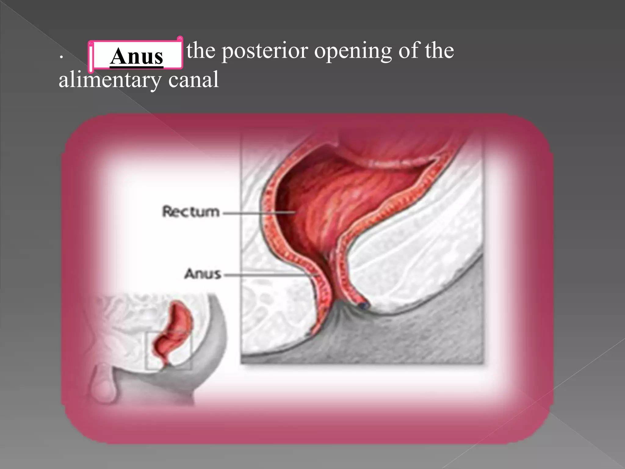 . – the posterior opening of the
alimentary canal
Anus