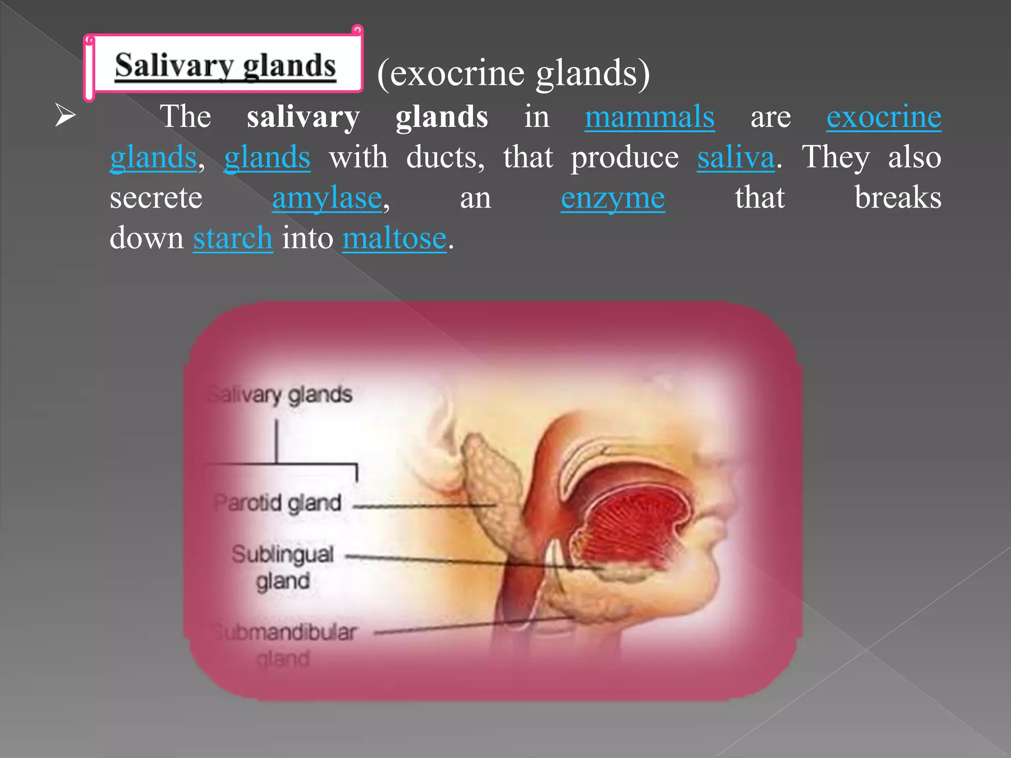 (exocrine glands)
The salivary glands in mammals are exocrine
glands, glands with ducts, that produce saliva. They also
secrete amylase, an enzyme that breaks
down starch into maltose.
