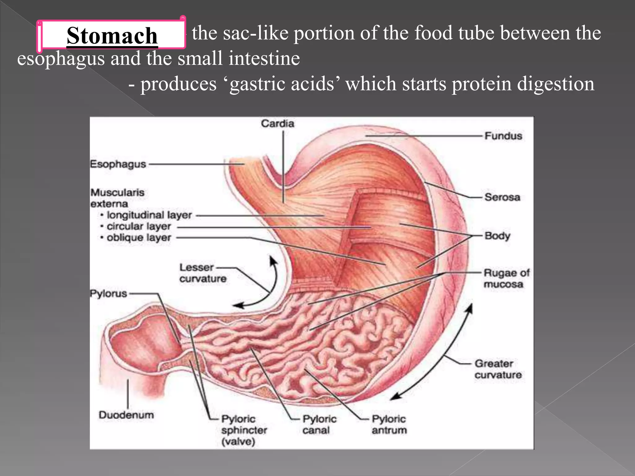 – the sac-like portion of the food tube between the
esophagus and the small intestine
- produces ‘gastric acids’ which starts protein digestion
Stomach