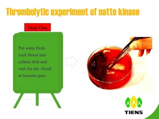 Step One Put some fresh cock blood into  culture dish  and wait for the  blood to become gore Thrombolytic experiment of natto kinase  