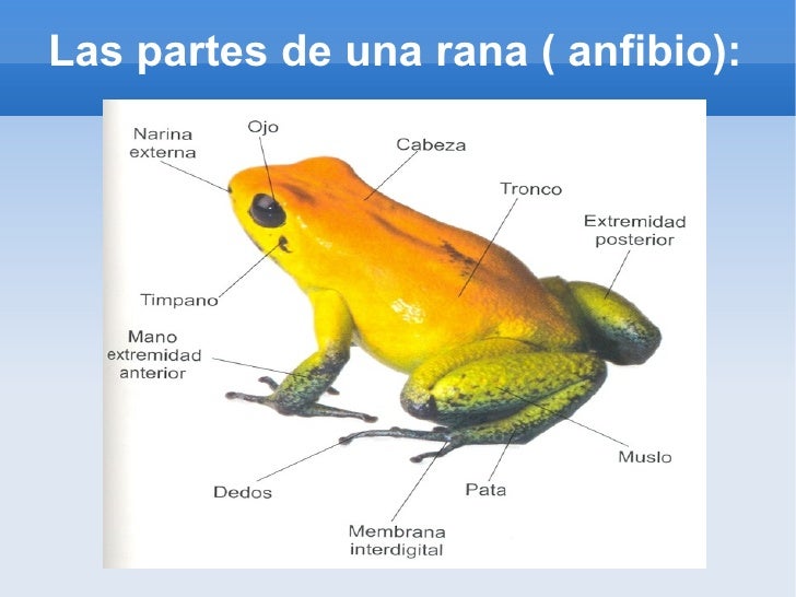 Las lamblias a los adultos los síntomas y el tratamiento el régimen