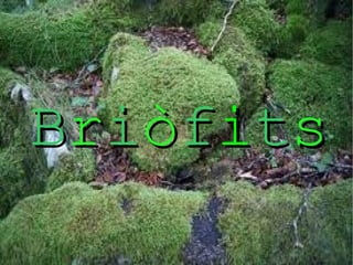 B r i ò f i t s  Briofits  