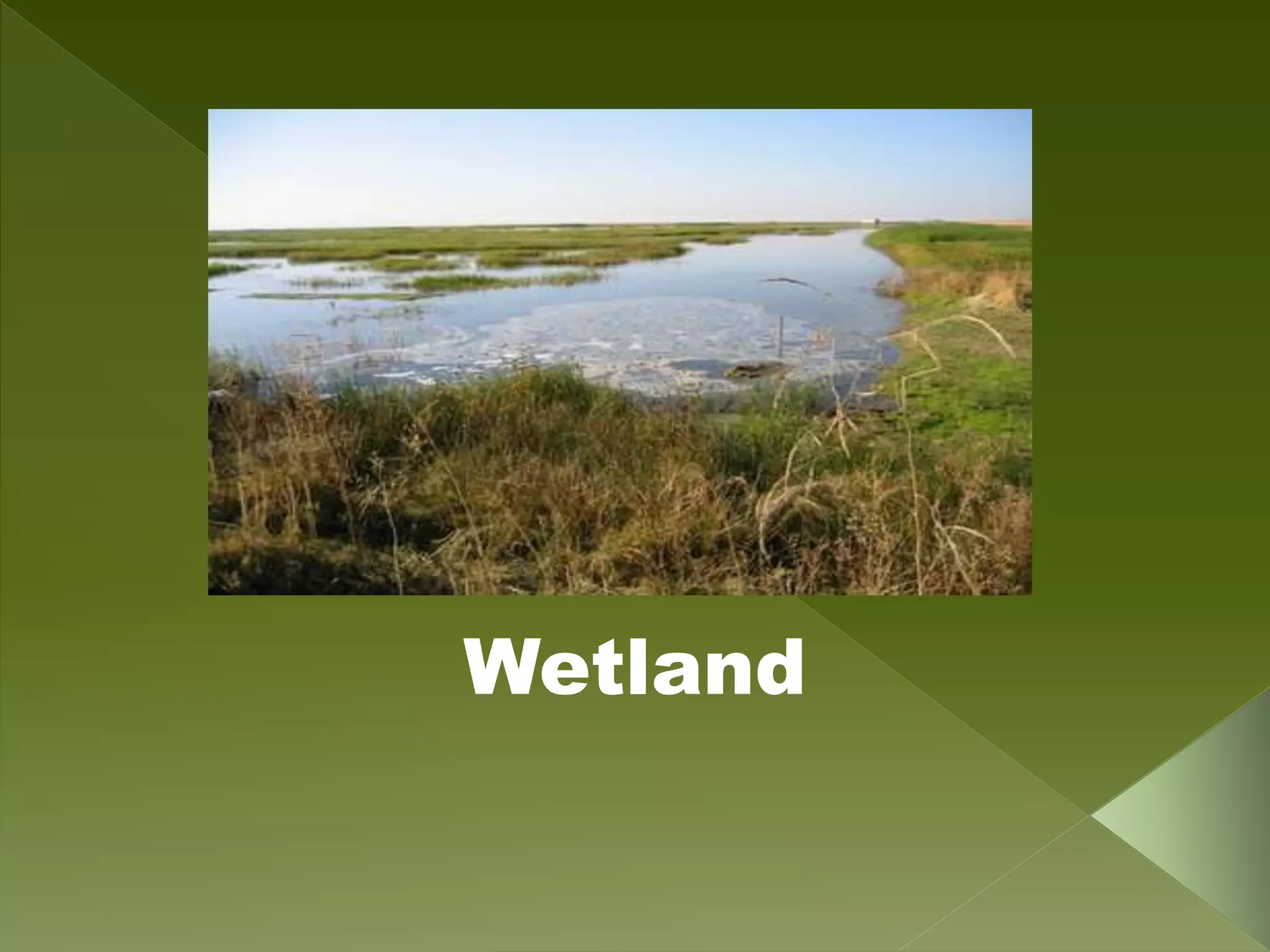 Wetland