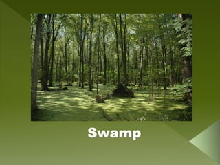 Swamp
 