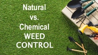 Natural
vs.
Chemical
WEED
CONTROL
 