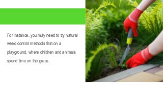 For instance, you may need to try natural
weed control methods first on a
playground, where children and animals
spend tim...