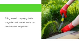 Pulling a weed, or spraying it with
vinegar before it spreads seeds, can
sometimes end the problem.
 