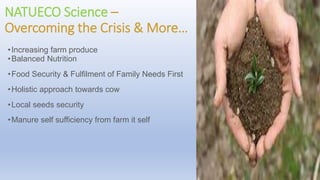 NATUECO Science –
Overcoming the Crisis & More…
•Increasing farm produce
•Balanced Nutrition
•Food Security & Fulfilment of Family Needs First
•Holistic approach towards cow
•Local seeds security
•Manure self sufficiency from farm it self
 