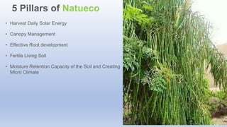 • Harvest Daily Solar Energy
• Canopy Management
• Effective Root development
• Fertile Living Soil
• Moisture Retention Capacity of the Soil and Creating
Micro Climate
5 Pillars of Natueco
 