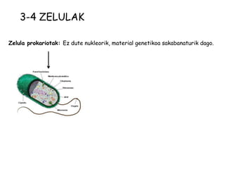 3-4 ZELULAK

Zelula prokariotak: Ez dute nukleorik, material genetikoa sakabanaturik dago.
 