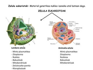 Zelula eukariotak: Material genetikoa nukleo izeneko atal batean dago.

                           ZELULA EUKARIOTOAK




  Landare zelula                             Animalia zelula
  - Mintz plasmatikoa                         Mintz plasmatikoa
  - Zitoplasma                                Zitoplasma
  - Nukleo                                    Nukleoa
  - Bakuoloak                                 Bakuoloak
  - Mitokondrioak                             Mitokondrioak
  - Zelulosazko-pareta
  - Kloroplastoak
 