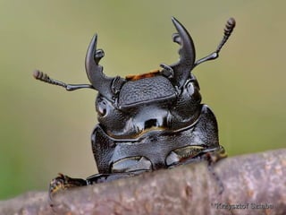 Krzysztof SztabaKrzysztof Sztaba''''
 