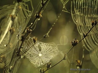 Witek MaślankaWitek Maślanka
 