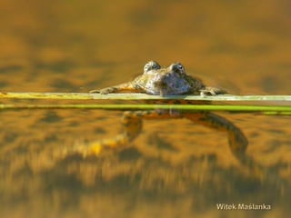 Witek MaślankaWitek Maślanka
 