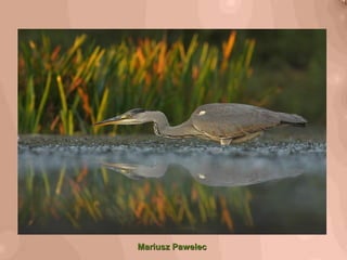 Mariusz PawelecMariusz Pawelec
 