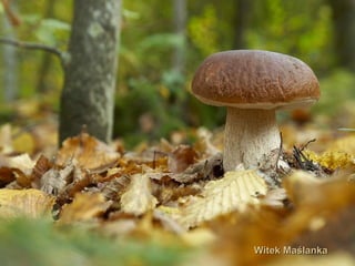 Witek MaślankaWitek Maślanka
 
