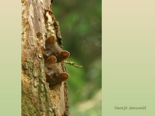 Henryk JanowskiHenryk Janowski
 