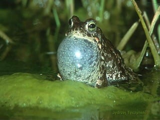 Jędrzej TęczyńskiJędrzej Tęczyński
 