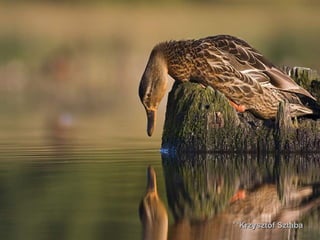 Krzysztof SztabaKrzysztof Sztaba''''
 