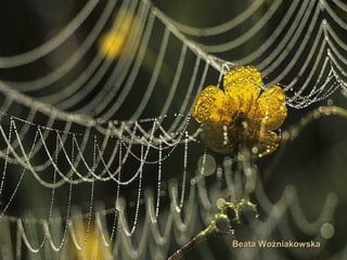 Beata WoźniakowskaBeata Woźniakowska
 