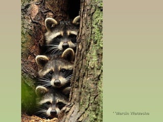 Marcin WarzechaMarcin Warzecha''''
 