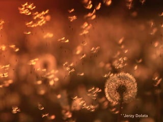 Jerzy DolataJerzy Dolata''''
 