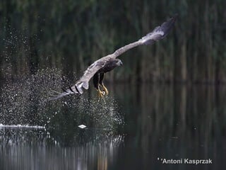 Antoni KasprzakAntoni Kasprzak''''
 