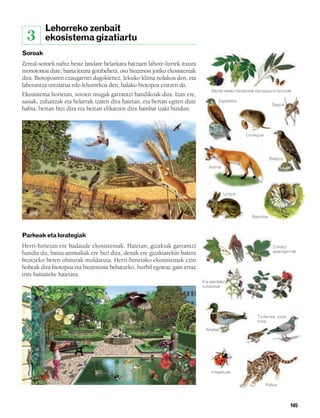 832926 _ 0100-0123.qxd   21/2/08   13:24   Página 105




                 Lehorreko zenbait
          3      ekosistema gizatiartu
        Soroak
        Zereal-soroek nahiz beste landare belarkara batzuen labore-lurrek itxura
        monotonoa dute; baina itxura gorabehera, oso biozenosi joriko ekosistemak
        dira. Biotopoaren ezaugarriei dagokienez, lekuko klima nolakoa den, eta
        laborantza ureztatua edo lehorrekoa den, halako biotopoa eratzen da.
                                                                                         Bazterretako landareak eta espezie landuak
        Ekosistema horietan, soroen mugak garrantzi handikoak dira. Izan ere,
        sasiak, zuhaitzak eta belarrak izaten dira haietan, eta bertan egiten dute           Zapelatza
                                                                                                                          Sagua
        habia, bertan bizi dira eta bertan elikatzen dira hainbat izaki bizidun.



                                                                                                           Lursagua




                                                                                                                         Belatza

                                                                                        Azeria




                                                                                                 Untxia




                                                                                                              Basoiloa



        Parkeak eta lorategiak
        Herri-hirietan ere badaude ekosistemak. Haietan, gizakiak garrantzi                                               Zuhaitz
        handia du, baina animaliak ere bizi dira, denak ere gizakiarekin batera                                           apaingarriak

        bizitzeko beren ohiturak moldatuta. Herri-hirietako ekosistemak ezin
        hobeak dira biotopoa eta biozenosia behatzeko, hurbil egoteaz gain erraz
        irits baitaiteke haietara.
                                                                                     Era askotako
                                                                                     zuhaixkak




                                                                                                                 Txolarrea, usoa,
                                                                                                                 mika…

                                                                                      Ahatea




                                                                                         Intsektuak


                                                                                                                      Katua




                                                                                                                                    105
 