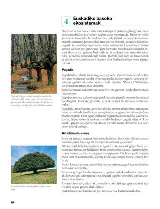 832926 _ 0100-0123.qxd      19/4/08    11:44    Página 106




                                                                  Euskadiko basoko
                                                             4    ekosistemak
                                                         Historian zehar basoen suntsiketa areagotuz joan da gehiegizko ustia-
                                                         pena egin delako, eta basoen azalera asko murriztu da. Baina herrialde
                                                         garatuetan baso asko birlandatu dira; alde batetik, arrazoi ekonomiko-
                                                         engatik, ustiatzen jarraitu ahal izateko; eta bestetik, arrazoi ekologiko-
                                                         engatik, lur soilduen higadura-arriskua saihesteko. Euskadin ere horixe
                                                         gertatu da. Izan ere, gaur egun, gure lurretako mendi asko zuhaitzez be-
                                                         terik ikusi arren, gezurra badirudi ere, ia ez dugu baso naturalik topa-
                                                         tuko, gehienak birlandaketak baitira. Horrek esan nahi du baso horiek
                                                         ez direla jatorrizko paisaia. Hauexek dira Euskadiko baso mota aipaga-
                                                         rrienak.

                                                         Pagadia
                                                         Pagadietako zuhaitz mota nagusia pagoa da. Zuhaitz hostoerorkor ho-
                                                         nek giro-hezetasun handia behar izaten du, eta horregatik, laino eta he-
                                                         zetasun ugariko eskualdeetan hazten da. Oro har, 500 eta 1.500 metro-
                                                         ko altitudeen artean ikus daitezke.
                                                         Zoru karetsuan kokatzen da batez ere, eta gainera, ondo drenatutako
                                                         lurzoruetan.
        Pagoak (Fagus sylvatica) adaburu biribila
        izaten du, eta hosto ugari. 30 metroko edo
                                                         Pagadipean ia ez da beste espezierik hazten, pagoek ematen duten itzal
        gehiagoko altuera lor dezake. Azala leuna        handiagatik. Hala ere, gorostia, ezpela, hagina eta iratzeak aurki dai-
        izaten du; zurixka edo gris zilar kolorekoa.     tezke.
                                                         Pagadiek, garai batean, gure lurraldeko eremu zabala betetzen zuten,
                                                         baina atzerakada handia izan zuten ikatza eta egurra lortzeko egindako
                                                         mozketengatik. Gaur egun, Bizkaiko pagadien egoera nahiko okerra ba-
                                                         da ere, Gipuzkoan eta Araban oraindik badaude pagadi ederrak. Eus-
                                                         kadiko pagadi aipagarrienak Aralar mendilerroan, Aizkorrin eta Gor-
                                                         beian topa ditzakegu.

                                                         Artadi kantauriarra
                                                         Artea da zuhaitz nagusia baso mota honetan. Haritzen taldeko zuhaitz
                                                         hostoiraunkor hau espezie mediterranearrekoa da jatorriz.
                                                         700 metrotik beherako altitudean agertzen da, itsasotik gertu, batez ere,
                                                         nahiz eta Araban ere badauden beste artadi mota batzuk. Lurzoru leho-
                                                         rretan hazten da, kareharri gogorren inguruan. Eta horregatik, lurzoru
                                                         mota hori nekazaritzarako egokia ez delako, arteak bizirik irautea lor-
                                                         tu du.
                                                         Artadi kantauriarrean, artearekin batera, ereinotza, gurbitza eta hainbat
                                                         zuhaixka hazten dira.
                                                         Artadiak gerizpe handia daukanez, ugaztun askok (orkatzak, basurde-
                                                         ak, lepazuriak, azkonarrak) eta hegazti ugarik babesleku egokia aur-
                                                         kitzen dute bertan.
                                                         Artearen fruituak, ezkurrak, animalientzako elikagai garrantzitsua iza-
        Bizkaiko Garai herriko artea (Quercus ilex       ten dira negua pasatu ahal izateko.
        ilex).
                                                         Euskadiko artadi kantauriar garrantzitsuenak Urdaibaikoak dira.


        106
 