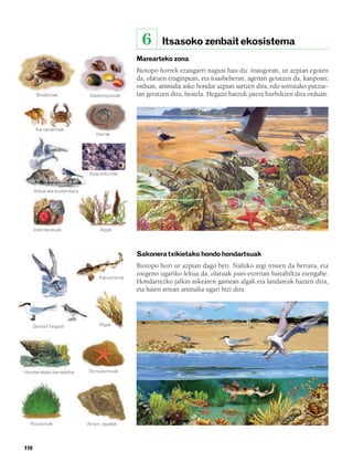 832926 _ 0100-0123.qxd          21/2/08    13:24       Página 110




                                                                    6    Itsasoko zenbait ekosistema
                                                                Marearteko zona
                                                                Biotopo horrek ezaugarri nagusi hau du: itsasgoran, ur azpian egoten
                                                                da, olatuen eraginpean, eta itsasbeheran, agerian geratzen da, kanpoan;
                                                                orduan, animalia asko hondar azpian sartzen dira, edo sortutako putzue-
               Bibalbioak                  Gasteropodoak        tan geratzen dira, bestela. Hegazti batzuk jatera hurbiltzen dira orduan.




               Karramarroak
                                              Harrak




                                           Itsas ezkurrak


              Kaioa eta buztanikara




              Zelenteratuak                     Algak




                                                                Sakonera txikietako hondo hondartsuak
                                                                Biotopo hori ur azpian dago beti. Nahiko argi iristen da bertara, eta
                                                                oxigeno ugariko lekua da, olatuak joan-etorrian baitabiltza etengabe.
                                               Katuarraina
                                                                Hondarrezko jalkin askearen gainean algak eta landareak hazten dira,
                                                                eta haien artean animalia ugari bizi dira.




              Zenbait hegazti                  Algak




        Hondarretako barraskiloa           Ekinodermoak




          Posidoniak                      Arrain zapalak




        110
 