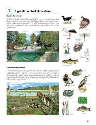 832926 _ 0100-0123.qxd   21/2/08   13:24   Página 111




          7      Ur gezako zenbait ekosistema
        Ibaiak eta errekak
        Ur-lasterrak argi ugariko biotopoak dira, eta ura etengabe astindua                      Hegazti
        denez, oxigeno ugari izaten du disolbatuta; baina hori guztia, noski,                    urtarrak

        baldin eta kutsatuta ez badaude. Ura geldi geratzen denean, berotu egin
        ohi da, eta tenperaturak gora egiteaz batera, oxigeno kantitatea txikitu
        egin ohi zaio.
                                                                                                                             Igaraba




                                                                                   Zikoina

                                                                                                          Sorgin-orratzak,
                                                                                                          friganeak
                                                                                                          eta beste
                                                                                                          intsektu batzuk




                                                                                      Ihiak                       Alga
                                                                                                                  karofitoak




                                                                                    Amuarraina
        Urmaelak eta padurak
        Ur-masa horiek gezak dira, gehienetan; baina kostaldetik gertu dauden                                           Igela
        batzuk gaziak dira. Sakonera txikia izaten dute, eta lehortu ere egiten
        dira, batzuetan. Ura ia batere astintzen ez denez, gerta liteke oxigeno
        gutxi izatea disolbatuta; eta horrelakoetan, kutsadurarik txikienak ere
        kalte larriak eragin ditzake.

                                                                                                                                Lertxuna
                                                                                                 Ahatea




                                                                                    Suge gorbataduna


                                                                                                  Ur-dilistak




                                                                                                                    Zamoa
                                                                                              Lezkak




                                                                                                                                 111
 