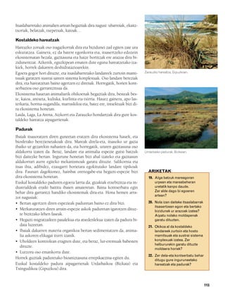 832926 _ 0100-0123.qxd   19/4/08   11:44   Página 113




        Itsaslabarretako animalien artean hegaztiak dira nagusi: ubarroiak, ekaitz-
        txoriak, belatzak, txepetxak, kaioak…

        Kostaldeko hareatzak
        Hareazko zoruak oso iragazkorrak dira eta bizidunei zail egiten zaie ura
        eskuratzea. Gainera, ez da batere egonkorra eta, itsasertzeko edozein
        ekosistematan bezala, gazitasuna eta haize bortitzak ere arazoa dira bi-
        zidunentzat. Azkenik, eguzkipean ematen dute eguna hareatzetako iza-
        kiek, horrek dakarren deshidratazioarekin.
        Egoera gogor hori dituzte, eta itsaslabarretako landareek zurtoin mami-       Zarauzko hareatza, Gipuzkoan.
        tsuak garatzen sustrai sareen sistema konplexuak. Oso landare bereziak
        dira, eta hareatzetan baino agertzen ez direnak. Horregatik, horien kont-
        serbazioa oso garrantzitsua da.
        Ekosistema hauetan animaliarik ohikoenak hegaztiak dira, besteak bes-
        te, kaioa, antxeta, kuliska, kurlinta eta txirria. Hauez gainera, apo las-
        terkaria, horma-sugandila, marraskiloa eta, batez ere, intsektuak bizi di-
        ra ekosistema honetan.
        Laida, Laga, La Arena, Aizkorri eta Zarauzko hondartzak dira gure kos-
        taldeko hareatza aipagarrienak.

        Padurak
        Ibaiak itsasoratzen diren guneetan eratzen dira ekosistema hauek, eta
        biosferako berezienetakoak dira. Mareak direla-eta, itsasoko ur gazia
        ibaiko ur gezarekin nahasten da, eta horregatik, uraren gazitasuna oso
        aldakorra izaten da. Beraz, landare eta animalia espezie gutxi batzuk         Urdaibaiko padurak, Bizkaian.
        bizi daitezke bertan. Ingurune honetan bizi ahal izateko eta gazitasun
        aldakorrari aurre egiteko mekanismoak garatu dituzte. Salikornia eta
        itsas ihia, adibidez, ezaugarri horietara egokitutako landare tipikoak
        dira. Faunari dagokionez, hainbat orenogabe-eta hegazti-espezie bizi            ARIKETAK
        dira ekosistema honetan.                                                        19. Alga batzuk mareagoran
        Euskal kostaldeko paduren egoera larria da, gizakiak etxebizitza eta in-            urpean eta mareabeheran
        dustrialdeak eraiki baititu ibaien amaieretan. Baina kontserbatu egin               uretatik kanpo daude.
        behar dira garrantzi handiko ekosistemak dira-eta. Hona hemen arra-                 Zer alde dago bi egoeren
                                                                                            artean?
        zoi nagusiak:
        • Bertan agertzen diren espezieak paduretan baino ez dira bizi.                 20. Nola izan daiteke itsaslabarrak
                                                                                            itsasertzean egon eta bertako
        • Merkaturatzen diren arrain-espezie askok paduretan igarotzen dituz-               bizidunek ur arazoak izatea?
           te bizitzako lehen faseak.                                                       Aipatu nolako moldapenak
        • Hegazti migratzaileen pasalekua eta atsedenlekua izaten da padura bi-             garatu dituzten.
           daia luzeetan.                                                               21. Okikoa al da kostaldeko
        • Ibaiak dakarren materia organikoa bertan sedimentatzen da, anima-                 landareek zurtoin eta hosto
           lia askoren elikagai iturri izanik.                                              mamitsuak eta sustrai sistema
        • Uholdeen kontrolean eragiten dute, eta beraz, lur-eremuak babesten                konplexuak izatea. Zer
                                                                                            helbururekin garatu dituzte
           dituzte.
                                                                                            moldaera horiek?
        • Lurzoru oso emankorra dute.
                                                                                        22. Zer dela-eta kontserbatu behar
        Horrek guztiak paduretako bioaniztasuna errepikaezina egiten du.                    ditugu gure inguruneetako
        Euskal kostaldeko padura aipagarrienak Urdaibaikoa (Bizkaia) eta                    hareatzak eta padurak?
        Txingudikoa (Gipuzkoa) dira.


                                                                                                                              113
 