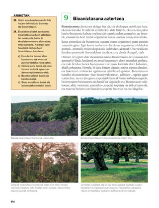832926 _ 0100-0123.qxd     21/2/08     13:24    Página 114




          ARIKETAK
          23. Idatzi zure koadernoan bi hitz                   9         Bioaniztasuna aztertzea
              hauen definizioak: biomasa
              eta bioaniztasun.                             Bioaniztasuna deritzona aldagai bat da, eta ekologian erabiltzen dute,
                                                            ekosistemetako bi alderdi aztertzeko: alde batetik, ekosistema jakin
          24. Ekosistema batek zenbateko
              bioaniztasuna duen aztertzea                  bateko biozenosia kalitate onekoa edo txarrekoa den aztertzeko, eta beste-
              lan nekeza da, baina bi                       tik, ekosistema hori zenbat organismo motak osatzen duten adierazteko.
              ekosistemenarena alderatzea,                  Baina ezinezkoa da biozenosia osatzen duten organismo guzti-guztien
              erraz samarra. Adierazi pare                  zerrenda egitea. Egin kontu zenbat izan litezkeen: organismo zelulabakar
              hauetatik zeinek duen                         guztiak, animalia mikroskopikoak (adibidez, akaroak), barnealdean
              bioaniztasun handiena:                        dauden parasitoak (barnealdean daudenez, ez daude ikusgai), etab.
               a) Hondartza bateko alde                     Orduan, zer egiten dute ekosistema bateko bioaniztasuna zer-nolakoa den
                  hondartsu eta lehorrak                    aztertzeko? Bada, landareak eta erraz hautematen diren animaliak zenbatu,
                  ala marearteko zona batek.
                                                            eta izaki bizidun horiek biozenosiaren zer masa kantitate diren kalkulatu,
               b) Ekilore-soro batek ala soro
                  horren ondotik igarotzen
                                                            ahalik zehatzena. Horrela, bi datu lortzen dituzte: zenbat espezie dauden,
                  den errepidearen arekak.                  eta bakoitzari zenbateko ugaritasun erlatiboa dagokion. Bioaniztasun
               c) Basoko belardi batek ala                  handiko ekosistemetan –baso hostoerorkorretan, adibidez–, espezie ugari
                  baratze batek.                            izaten dira, eta ez da egoten espezierik besteak baino nabarmenagorik,
               d) Baso autoktono batek ala                  biozenosiaren biomasaren zati handi bat dagokiola-eta. Bioaniztasun txiki-
                  landatutako makaldi batek.                koetan, aldiz –soroetan, esaterako–, espezie kopurua ere txikia izaten da,
                                                            eta materia biziaren zati handiena espezie bati edo batzuei dagokie.




        Basoak bioaniztasun handikoak izaten dira.                          Soroak bioaniztasun txikiko ekosistemak izaten dira.




        Oihanak bioaniztasun itzelekoak izaten dira. Hain handia,           Larreetan zuhaitzak eta lur-sail landu gabeak egoteak izugarri
        oraindik ez baitute lortu haietan diren landare- eta animalia-      handitzen du haietako bioaniztasuna. Nekazaritza-ustiapena
        espezie guztiak zenbatzea.                                          natura errespetatuz egitearen adibide dira horrelakoak.



        114
 