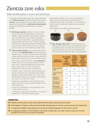832926 _ 0100-0123.qxd   21/2/08   13:24   Página 119




        Zientzia zure esku
        Datu-taulak egitea. Lurzoru bat aztertzea
           Lurzoruak zenbait osagai izaten ditu; nagusiak hauek           Esperimentu honetan, hiru lurzoru mota aztertuko
           dira: frakzio minerala, hondarrez eta buztinez osatua;         ditugu, eta datu hauek lortzen saiatuko gara: zer
           humusa, deskonposatzen ari den materia organikoz               konposizio duen frakzio mineralak, zer ur-proportzioa
           osatua; hainbat eta hainbat izaki bizidun mikroskopiko         duten horiek (hezetasuna), eta jarduera biologikorik
           (adibidez, protoktistoak, bakterioak eta onddoak);             baden ala ez.
           eta ura.                                                       Emaitzak datu-taula batean adieraziko ditugu.
                                                                                  A                       B                  C
           1. Bil ditzagun laginak. Hasteko, hiru lagin hartuko
               ditugu; adibidez, lorategi bateko lurra (A), ibai
               bateko hondarra (B) eta errepide bateko arekako
               lurra (C). Nahikoa izango da lagin bakoitzeko
               200 g hartzea, koilara batez. Laginak plastikozko
               poltsa banatan sartuko ditugu, eta gero, poltsak
               ondo-ondo itxi, laginak ez lehortzeko. Poltsek hutsik      3. Egin dezagun datu-taula. Emaitzak adierazi eta
               zer pisu duten neurtu behar da, lurzoru-laginen                alderatu ahal izateko, datu hauek adieraziko ditugu
               pisuari kendu egin behar baitzaie poltsen masa.                taula baten bidez: lurzoruak zer konposizio duen,
           2. Azter ditzagun laginak. Lagin bakoitzetik apurtxo               zenbat hezetasun duen, eta nola erreakzionatu
                                                                              duen azido klorhidrikoarekin eta ur oxigenatuarekin.
               bat hartu, eta azido klorhidrikoko (HCl) tanta batzuk
               botako ditugu (% 10eko purutasunekoa). Burbuilak
               sortzen badira, horrek esan nahi du laginak kaltzio                                                B. Ibai  C. Areka
                                                                                            A. Lorategi
                                                                                                                  bateko    bateko
               karbonatoa duela; beraz, lurzorua kareharrizkoa da.                           bateko
                                                                                                                hondarra.    lurra.
                                                                                Laginaren      lurra.
               Gero, beste apurtxo bat hartu, eta ur oxigenatua                                                  Garbia,   Marroia,
                                                                               deskribapena   Iluna,
               botako dugu. Burbuilak sortzen badira, horrek                                                     lehorra, buztintsua,
                                                                                            porotsua,
                                                                                                                  askea,    hezea,
               esan nahi du laginean bakterioak daudela, eta                                oso hezea
                                                                                                              landare gabe gogorra
               beraz, garbi dago lurzoruan humusa ere
               badagoela, bai eta jarduera biologikoa ere.                     Lagin hezearen
                                                                                                  252 g          207 g       315 g
                                                                               masa
               Ondoren, lagin osoa pisatu behar da (geratzen
               dena), poltsa eta guzti. Ateratzen den balioari                 Lagin lehorraren
                                                                                                  198 g          205 g       294 g
               poltsaren masa kendu behar zaio, noski. Gero,                   masa
               poltsa plater batean hustu eta leku bero batean                 Laginaren
                                                                                                   54 g
               jarri behar da, ondo lehor dadin.                               hezetasuna
               Erabat lehor dagoenean, berriro pisatuko dugu                   Hezetasuna,
               lagina. Horrela, lurzoruak zenbat hezetasun duen                                   % 21,4
                                                                               ehunekotan
               kalkulatuko dugu.
                                                                               HCl botata:
               Lurzoruaren hezetasuna ϭ lagin hezearen masa                    burbuilarik bai?
                                                                                                   Bai            Ez          Ez
               Ϫ lagin lehorraren masa
                                                                               Ur oxigenatua:
               Lurzoruaren hezetasuna, ehunekotan ϭ lurzoruaren                                    Bai            Ez          Bai
                                                                               burbuilarik bai?
               hezetasuna ϫ 100 / lagin hezearen masa



          ARIKETAK
          35. Kalkulatu zenbat hezetasun duten goiko adibideko B eta C laginek, gramotan eta ehunekotan.
          36. HCl botatakoan, A laginean soilik sortu dira burbuilak. Zer adierazten du horrek, lurzoruaren konposizioari dagokionez?
          37. Ur oxigenatua botatakoan, lagin bakarrean ez da sortu burbuilarik: B laginean. Zer esan nahi du horrek?
          38. Ur oxigenatua botatakoan, A eta C laginek ez dute berdin erreakzionatu. Zure ustez, zeinetan izango ziren burbuila
              bizienak? Eman arrazoiak, zure erantzuna azaltzeko.




                                                                                                                                        119
 