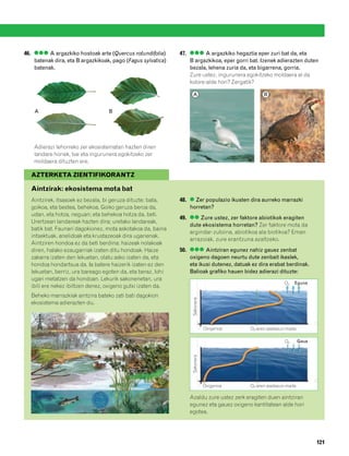 832926 _ 0100-0123.qxd   21/2/08   13:24   Página 121




        46. ●●● A argazkiko hostoak arte (Quercus rotundifolia)       47. ●●● A argazkiko hegaztia eper zuri bat da, eta
            batenak dira, eta B argazkikoak, pago (Fagus sylvatica)       B argazkikoa, eper gorri bat. Izenek adierazten duten
            batenak.                                                      bezala, lehena zuria da, eta bigarrena, gorria.
                                                                          Zure ustez, ingurunera egokitzeko moldaera al da
                                                                          kolore-alde hori? Zergatik?

                                                                           A                             B


            A                              B




            Adierazi lehorreko zer ekosistematan hazten diren
            landare horiek, bai eta ingurunera egokitzeko zer
            moldaera dituzten ere.

           AZTERKETA ZIENTIFIKORANTZ

           Aintzirak: ekosistema mota bat
           Aintzirek, itsasoek ez bezala, bi geruza dituzte: bata,    48. ● Zer populazio ikusten dira aurreko marrazki
           goikoa, eta bestea, behekoa. Goiko geruza beroa da,            horretan?
           udan, eta hotza, neguan; eta behekoa hotza da, beti.
                                                                      49. ●● Zure ustez, zer faktore abiotikok eragiten
           Urertzean landareak hazten dira; uretako landareak,
                                                                          dute ekosistema horretan? Zer faktore mota da
           batik bat. Faunari dagokionez, mota askotakoa da, baina
                                                                          argindar-zutoina, abiotikoa ala biotikoa? Eman
           intsektuak, anelidoak eta krustazeoak dira ugarienak.
                                                                          arrazoiak, zure erantzuna azaltzeko.
           Aintziren hondoa ez da beti berdina: haizeak nolakoak
           diren, halako ezaugarriak izaten ditu hondoak. Haize       50. ●●● Aintziran egunez nahiz gauez zenbat
           zakarra izaten den lekuetan, olatu asko izaten da, eta         oxigeno dagoen neurtu dute zenbait ikaslek,
           hondoa hondartsua da. Ia batere haizerik izaten ez den         eta ikusi dutenez, datuak ez dira erabat berdinak.
           lekuetan, berriz, ura bareago egoten da, eta beraz, lohi       Balioak grafiko hauen bidez adierazi dituzte:
           ugari metatzen da hondoan. Lekurik sakonenetan, ura
                                                                                                                   O2   Eguna
           ibili ere nekez ibiltzen denez, oxigeno gutxi izaten da.
           Beheko marrazkiak aintzira bateko zati bati dagokion
                                                                           Sakonera




           ekosistema adierazten du.



                                                                                      Oxigenoa     O2-aren asetasun-maila

                                                                                                                   O2       Gaua
                                                                           Sakonera




                                                                                      Oxigenoa     O2-aren asetasun-maila

                                                                          Azaldu zure ustez zerk eragiten duen aintziran
                                                                          egunez eta gauez oxigeno kantitatean alde hori
                                                                          egotea.




                                                                                                                                   121
 