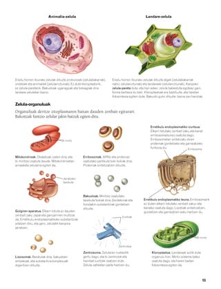 832926 _ 0006-0025.qxd     21/2/08    13:11     Página 13




                                Animalia-zelula                                                         Landare-zelula




        Eredu horren itxurako zelulak dituzte protozooek (zelulabakarrak),      Eredu horren itxurako zelulak dituzte algek (zelulabakarrak
        onddoek eta animaliek (zelulaniztunak). Ez dute kloroplastorik,         nahiz zelulaniztunak) eta landareek (zelulaniztunak). Kanpoko
        ez zelula-paretarik. Bakuoloak ugariagoak eta txikiagoak dira           zelula-pareta dute, eta hari esker, zelula babestuta egoteaz gain,
        landare-zeluletan baino.                                                forma berbera du beti. Kloroplastoak ere badituzte, eta haietan
                                                                                fotosintesia egiten dute. Bakuolo gutxi dituzte, baina oso handiak.

        Zelula-organuluak
        Organuluak deritze zitoplasmaren baitan dauden zenbait egiturari.
        Bakoitzak funtzio zelular jakin batzuk egiten ditu.

                                                                                                            Erretikulu endoplasmatiko izurtsua.
                                                                                                            Elkarri lotutako zenbait zaku eta kanal
                                                                                                            erribosomadunez osatuta dago.
                                         Bi mintz                                                           Erribosometan sintetizatu diren
                                                                                                            proteinak gordetzeko eta garraiatzeko
                                                                                                            funtzioa du.                Erribosoma

        Mitokondrioak. Obalatuak izaten dira, eta        Erribosomak. ARNz eta proteinaz
        bi mintzez osatuta daude. Mitokondrioetan        osatutako partikula txiki-txikiak dira.
        arnasketa zelularra egiten da.                   Proteinak sintetizatzen dituzte.



                                          Jariatzeko
                                          besikula



                                                         Bakuoloak. Mintzez osatutako
                                                         besikula txikiak dira. Gordekinak eta         Erretikulu endoplasmatiko leuna. Erribosomarik
                                                         hondakin-substantziak gordetzen               ez duten elkarri lotutako zenbait zakuz eta
                                                         dituzte.                                      kanalez osatuta dago. Lipidoak sintetizatzen,
        Golgiren aparatua. Elkarri lotuta ez dauden                                                    gordetzen eta garraiatzen esku hartzen du.
        zenbait zaku zapal eta gainjarriren multzoa                                    Zuntzak
        da. Erretikulu endoplasmatikoko substantziak
        pilatzen ditu, eta gero, zelulatik kanpora
        jariatzen.


                                                                                                                                              Bi mintz


                                                                                     Zentrioloa

                                                         Zentrosoma. Zelularen nukleotik                     Kloroplastoa. Landareek soilik dute
        Lisosomak. Besikulak dira, bakuoloen             gertu dago, eta bi zentriolok eta                   organulu hori. Mintz-sistema batez
        antzekoak, eta substantzia konplexuak            hainbat zuntzek osatzen dute.                       osatuta dago, eta haren baitan
        digeritzen dituzte.                              Zelula-zatiketan parte hartzen du.                  fotosintesia egiten da.



                                                                                                                                                   13
 
