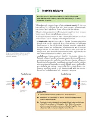 832926 _ 0006-0025.qxd    19/4/08    12:39    Página 14




                                                            5      Nutrizio zelularra

                                                           Nutrizio zelularra deritzo zelulek dagozkien bizi-funtzioak
                                                           betetzeko beharrezkoak dituzten materia eta energia lortzeko
                                                           prozesuen multzoari.

                                                          Zelulak kanpotik hartzen dituen substantziei mantenugaiak deritze, eta
                                                          energia lortzeko erabiltzen ditu, baita hazteko nahiz zelula-egiturak
                                                          eratzeko eta berritzeko behar dituen substantziak lortzeko ere.
                                                          Zelularen barnealdera iritsi ondoren, mantenugaiek zenbait prozesu
                                                          kimiko izaten dituzte: metabolismo deritze, oro har.
                                                          Bi metabolismo mota bereizten dira, kontuan hartuz haren bidez zer
                                                          lortzen den eta hartan zer erreakzio mota gertatzen den:
                                                          • Katabolismoa. Degradazio-erreakzioei dagokie. Substantzia organiko
                                                            konplexuak, energia ugarikoak, konposatu txikiago eta bakunago
                                                            bihurtzean datza; hau da, gluzidoak, lipidoak, proteinak eta halakoak
                                                            karbono dioxido, ur, amoniako eta abar bihurtzean. Katabolismoan
                                                            energia lortzen da, eta zelulak zenbait funtziotarako erabiltzen du
                                                            energia hori: beste molekula batzuk sintetizatzeko, ugalketarako eta
        Organismo zelulabakar batzuek kanpotik              bere funtzionamendu zelularrerako, hain zuzen.
        hartzen dituzte elikagaiak, fagozitosiz;
        adibidez, amebek.                                 • Anabolismoa. Eratze-erreakzioei dagokie. Substantzia txikiak eta
                                                            bakunak zelularen berezko substantzia organiko konplexu bihurtzeko
                                                            prozesuak sartzen dira anabolismoaren barnean; hau da, zelula orok
                                                            hazteko nahiz hondatutako eta galdutako egiturak berritzeko erabiliko
                                                            dituen substantzia bihurtzeko prozesuak. Horiek gertatu ahal izateko,
                                                            energia behar da, nahitaez, eta zelulak bi iturritatik lortzen du,
                                                            funtsean: eguzki-energiatik (zelula fotosintetikoek soilik lortzen dute
                                                            horrela) eta katabolismoaren bidez lortutako energiatik.

                                Katabolismoa                                                     Anabolismoa




       Substantzia                                                                                                             Substantzia
         organiko                                     Energia           Substantzia                  Energia                   organiko
       konplexuak                                                       bakunak                                                konplexuak



                               Substantzia
                               bakunak                      ARIKETAK
                                                             9. Zertan dira desberdinak katabolismoa eta anabolismoa?
                                                            10. Anabolikoa ala katabolikoa da zenbait aminoazidotatik proteinak
                                                                sintetizatzeko prozesua?
                                                            11. Zer zelula mota dira gai eguzki-energia erabiliz prozesu anabolikoak
                                                                egiteko? Zer erreakzioren bidez egiten dute? Bilatu informazioa,
                                                                jakiteko zer substantzia behar diren erreakzio hori egiteko, eta zer
                                                                substantzia lortzen diren erreakzio horren ondorioz.




        14
 