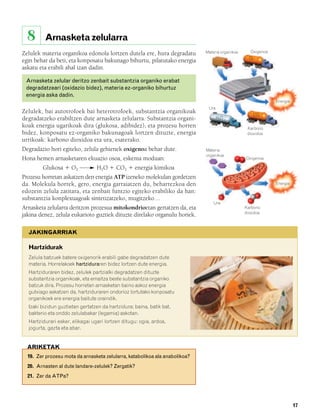 832926 _ 0006-0025.qxd   19/4/08    12:39    Página 17




          8       Arnasketa zelularra
                                                                                     Materia organikoa      Oxigenoa
        Zelulek materia organikoa edonola lortzen dutela ere, hura degradatu
                                                                                                           O2
        egin behar da beti, eta konposatu bakunago bihurtu, pilatutako energia
        askatu eta erabili ahal izan dadin.

          Arnasketa zelular deritzo zenbait substantzia organiko erabat
          degradatzeari (oxidazio bidez), materia ez-organiko bihurtuz
          energia aska dadin.
                                                                                                                       Energia
                                                                                      Ura
        Zelulek, bai autotrofoek bai heterotrofoek, substantzia organikoak
                                                                                                             CO2
        degradatzeko erabiltzen dute arnasketa zelularra. Substantzia organi-               H2O
        koak energia ugarikoak dira (glukosa, adibidez), eta prozesu horren                               Karbono
        bidez, konposatu ez-organiko bakunagoak lortzen dituzte, energia                                  dioxidoa
        urrikoak: karbono dioxidoa eta ura, esaterako.
        Degradazio hori egiteko, zelula gehienek oxigenoa behar dute.                Materia
                                                                                     organikoa
        Hona hemen arnasketaren ekuazio osoa, eskema moduan:                                             Oxigenoa

                 Glukosa ϩ O2               H2O ϩ CO2 ϩ energia kimikoa
        Prozesu horretan askatzen den energia ATP izeneko molekulan gordetzen
        da. Molekula horrek, gero, energia garraiatzen du, beharrezkoa den                                             Energia
        edozein zelula zatitara, eta zenbait funtzio egiteko erabiliko da han:
        substantzia konplexuagoak sintetizatzeko, mugitzeko…
                                                                                         Ura
        Arnasketa zelularra deritzon prozesua mitokondrioetan gertatzen da, eta                          Karbono
                                                                                                         dioxidoa
        jakina denez, zelula eukarioto guztiek dituzte direlako organulu horiek.

           JAKINGARRIAK

           Hartzidurak
           Zelula batzuek batere oxigenorik erabili gabe degradatzen dute
           materia. Horrelakoek hartziduraren bidez lortzen dute energia.
           Hartziduraren bidez, zelulek partzialki degradatzen dituzte
           substantzia organikoak, eta emaitza beste substantzia organiko
           batzuk dira. Prozesu horretan arnasketan baino askoz energia
           gutxiago askatzen da, hartziduraren ondorioz lortutako konposatu
           organikoek ere energia baitute oraindik.
           Izaki bizidun guztietan gertatzen da hartzidura; baina, batik bat,
           bakterio eta onddo zelulabakar (legamia) askotan.
           Hartzidurari esker, elikagai ugari lortzen ditugu: ogia, ardoa,
           jogurta, gazta eta abar.


          ARIKETAK
          19. Zer prozesu mota da arnasketa zelularra, katabolikoa ala anabolikoa?
          20. Arnasten al dute landare-zelulek? Zergatik?
          21. Zer da ATPa?




                                                                                                                                 17
 