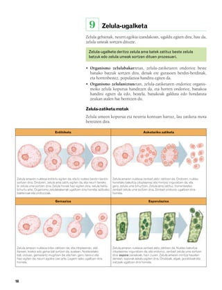 832926 _ 0006-0025.qxd      19/4/08     12:39    Página 18




                                                                 9        Zelula-ugalketa
                                                              Zelula gehienak, neurri egokia izandakoan, ugaldu egiten dira; hau da,
                                                              zelula umeak sortzen dituzte.

                                                                Zelula-ugalketa deritzo zelula ama batek zatituz beste zelula
                                                                batzuk edo zelula umeak sortzen dituen prozesuari.

                                                              • Organismo zelulabakarretan, zelula-zatiketaren ondorioz beste
                                                                banako batzuk sortzen dira, denak ere gurasoen berdin-berdinak,
                                                                eta horrenbestez, populazioa handitu egiten da.
                                                              • Organismo zelulaniztunetan, zelula-zatiketaren ondorioz organis-
                                                                moko zelula kopurua handitzen da, eta horren ondorioz, banakoa
                                                                handitu egiten da edo, bestela, banakoak galduta edo hondatuta
                                                                zeukan atalen bat berritzen du.

                                                              Zelula-zatiketa motak
                                                              Zelula umeen kopurua eta neurria kontuan hartuz, lau zatiketa mota
                                                              bereizten dira.

                                      Erdibiketa                                                           Askotariko zatiketa




         Zelula amaren nukleoa erdibitu egiten da, eta bi nukleo berdin-berdin      Zelula amaren nukleoa zenbait aldiz zatitzen da. Ondoren, nukleo
         sortzen dira. Ondoren, zelula ama zatitu egiten da, eta neurri bereko      horietako bakoitza zitoplasmaz eta mintzez inguratzen da, eta
         bi zelula ume sortzen dira. Zelula horiek hazi egiten dira, zelula heldu   gero, zelula ume bihurtzen. Zelula ama zatituz, horrenbestez,
         bihurtu arte. Organismo zelulabakarrak ugaltzen dira horrela; adibidez,    zenbait zelula ume sortzen dira. Zenbait protozoo ugaltzen dira
         bakterioak eta protozooak.                                                 horrela.

                                      Gemazioa                                                                 Esporulazioa




         Zelula amaren nukleoa bitan zatitzen da, eta zitoplasman, aldi             Zelula amaren nukleoa zenbait aldiz zatitzen da. Nukleo bakoitza
         berean, koskor edo gema bat sortzen da, azalean. Nukleoetako               zitoplasmaz inguratzen da, eta ondorioz, zenbait zelula ume sortzen
         bat, orduan, gemarantz mugitzen da; eta han, gero, bereizi eta             dira: espora izenekoak, hain zuzen. Zelula amaren mintza hausten
         hazi egiten da, neurri egokia izan arte. Legami asko ugaltzen dira         denean, esporak askatu egiten dira. Onddoak, algak, goroldioak eta
         horrela.                                                                   iratzeak ugaltzen dira horrela.




        18
 
