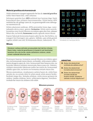 832926 _ 0006-0025.qxd       19/4/08   12:39   Página 19




        Material genetikoa eta kromosomak
        Zelula eukariotoen ezaugarri nagusietako bat hau da: material genetikoa
        nukleo baten baitan dute, ondo zehaztuta.
        Informazio genetiko hori ADN molekula luze-luzeetan dago; haiek
        kontrolatzen dute zelularen funtzionamendua. Zelula batean ADN
        molekula bat edo gehiago izaten da, eta gurasoengandik seme-alabenga-
        na transmititzen da.
        Zelula eukariotoen nukleoan, ADNa proteinekin lotuta dago, zuntz-
        nahaspila ederra eratuz, gainera: kromatina. Zelula zatitu aurretik,
        kromatina-zuntz horiek bikoiztu eta trinkotu egiten dira; hots, nahasian
        biltzen dira, eta horrela, kromosoma izeneko egiturak eratzen dituzte.
        Espezie bakoitzak kromosoma kopuru jakin bat du, beti berbera, eta
        ezaugarri hori bereizgarri zaio, gainera. Adibidez, giza zelula guztiek                        Giza zelula bateko 46 kromosomen antolaketa.
        (ugaltze-zelulek izan ezik) 46 kromosoma dituzte; txakurrenek, 78;…                            Antolaketa horri kariotipoa deritzo.

        Mitosia

          Zelularen nukleoa zatitzeko prozesuetako bati deritzo mitosia.
          Haren bidez, material genetikoaren bi kopiak bi zati berdinetan
          banatzen dira, eta horiek, zelula-zatiketaren ondoren, zelula
          umeen nukleoak bihurtzen dira.

        Prozesuaren hasieran, kromatina-zuntzak bikoiztu eta trinkotu egiten
        dira, eta kromosomak eratzen dituzte; eta bestalde, zelula amaren nukleo-                         ARIKETAK
        mintza desagertu egiten da. Gero, kromosomak bitan banatzen dira, eta                             22. Zertan dira desberdinak
        horietako bakoitza zelularen muturretako batera joaten da. Ondoren,                                   erdibiketa eta zatiketa anitza?
        zelularen muturretako bakoitzean nukleo bat eratzen da, kromosomak                                23. Zertan dira desberdinak
        zabaldu egiten dira, eta berriro ere kromatina-zuntzak eratzen dira.                                  kromatina eta kromosoma?
        Mitosia amaitutakoan, zitoplasmaren zatiketa hasten da: zelula bitan                              24. Zertan dira desberdinak
        zatituko da, eta sortuko diren bi zelula umeak zelula amaren berdin-                                  animalia-zelulak eta
        berdinak izango dira. Animalia-zeluletan, zelula estutuz gertatzen da                                 landare-zelulak, zitoplasma
        zatiketa. Landare-zeluletan, berriz, zelula-pareta dagoenez, bereizketa-                              zatitzeko moduari dagokionez?
        trenkada bat eratzen da zelularen erdi-erdian.

                                                                Mitosiaren prozesua




         Kromatina-zuntzak     Nukleoa desagertu   Kromosomak        Kromosomak              Zatietako            Kromosomak              Bi nukleo
         bikoiztu eta          egiten da, eta      zelularen         erdibitu egiten dira,   bakoitza             zabaldu, eta            sortzen dira, eta
         trinkotu egiten       kromosomak          erdian kokatzen   eta zelularen           zelularen mutur      berriro ere kromatina   zelularen zatiketa
         dira.                 agertzen dira.      dira.             muturretara joaten.     batera iristen da.   eratzen da.             hasten da.




                                                                                                                                                       19
 