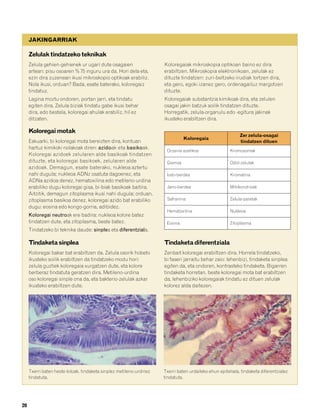 832926 _ 0006-0025.qxd      19/4/08     12:39   Página 20




             JAKINGARRIAK

             Zelulak tindatzeko teknikak
             Zelula gehien-gehienek ur ugari dute osagaien                   Koloregaiak mikroskopia optikoan baino ez dira
             artean: pisu osoaren % 75 inguru ura da. Hori dela eta,         erabiltzen. Mikroskopia elektronikoan, zelulak ez
             ezin dira zuzenean ikusi mikroskopio optikoak erabiliz.         dituzte tindatzen: zuri-beltzeko irudiak lortzen dira,
             Nola ikusi, orduan? Bada, esate baterako, koloregaiz            eta gero, egoki izanez gero, ordenagailuz margotzen
             tindatuz.                                                       dituzte.
             Lagina moztu ondoren, portan jarri, eta tindatu                 Koloregaiak substantzia kimikoak dira, eta zelulen
             egiten dira. Zelula biziak tindatu gabe ikusi behar             osagai jakin batzuk soilik tindatzen dituzte.
             dira, edo bestela, koloregai ahulak erabiliz, hil ez            Horregatik, zelula-organulu edo -egitura jakinak
             ditzaten.                                                       ikusteko erabiltzen dira.

             Koloregai motak
                                                                                                                    Zer zelula-osagai
                                                                                       Koloregaia
             Eskuarki, bi koloregai mota bereizten dira, kontuan                                                    tindatzen dituen
             hartuz kimikoki nolakoak diren: azidoak eta basikoak.
                                                                              Orzeina azetikoa                 Kromosomak
             Koloregai azidoek zelularen alde basikoak tindatzen
             dituzte, eta koloregai basikoek, zelularen alde                  Giemsa                           Odol-zelulak
             azidoak. Demagun, esate baterako, nukleoa aztertu
             nahi dugula; nukleoa ADNz osatuta dagoenez, eta                  Iodo-berdea                      Kromatina
             ADNa azidoa denez, hematoxilina edo metileno-urdina
             erabiliko dugu koloregai gisa, bi-biak basikoak baitira.         Jano-berdea                      Mitokondrioak
             Aitzitik, demagun zitoplasma ikusi nahi dugula; orduan,
             zitoplasma basikoa denez, koloregai azido bat erabiliko          Safranina                        Zelula-paretak
             dugu: eosina edo kongo-gorria, adibidez.
                                                                              Hematoxilina                     Nukleoa
             Koloregai neutroak ere badira: nukleoa kolore batez
             tindatzen dute, eta zitoplasma, beste batez.                     Eosina                           Zitoplasma
             Tindatzeko bi teknika daude: sinplea eta diferentziala.

             Tindaketa sinplea                                               Tindaketa diferentziala
             Koloregai bakar bat erabiltzen da. Zelula osorik hobeto         Zenbait koloregai erabiltzen dira. Horrela tindatzeko,
             ikusteko soilik erabiltzen da tindatzeko modu hori:             bi faseri jarraitu behar zaio: lehenbizi, tindaketa sinplea
             zelula guztiek koloregaia xurgatzen dute, eta kolore            egiten da, eta ondoren, kontrasteko tindaketa. Bigarren
             berberaz tindatuta geratzen dira. Metileno-urdina               tindaketa horretan, beste koloregai mota bat erabiltzen
             oso koloregai sinple ona da, eta bakterio-zelulak azkar         da, lehenbiziko koloregaiak tindatu ez dituen zelulak
             ikusteko erabiltzen dute.                                       kolorez alda daitezen.




             Txerri baten heste-biloak, tindaketa sinplez metileno-urdinez   Txerri baten urdaileko ehun epiteliala, tindaketa diferentzialez
             tindatuta.                                                      tindatuta.




        20
 