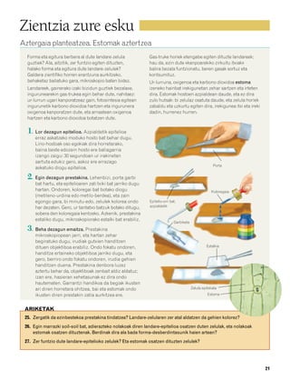 832926 _ 0006-0025.qxd   19/4/08   12:39   Página 21




        Zientzia zure esku
        Aztergaia planteatzea. Estomak aztertzea
           Forma eta egitura berbera al dute landare-zelula              Gas-truke horiek etengabe egiten dituzte landareek;
           guztiek? Ala, aitzitik, zer funtzio egiten dituzten,          hau da, ezin dute «kanpoarekiko zirkuitu itxiak»
           halako forma eta egitura dute landare-zelulek?                balira bezala funtzionatu, beren gasak sortuz eta
           Galdera zientifiko horren erantzuna aurkitzeko,               kontsumituz.
           behaketaz baliatuko gara, mikroskopio baten bidez.            Ur-lurruna, oxigenoa eta karbono dioxidoa estoma
           Landareek, gainerako izaki bizidun guztiek bezalaxe,          izeneko hainbat irekigunetan zehar sartzen eta irteten
           ingurunearekin gas-trukea egin behar dute, nahitaez:          dira. Estomak hostoen azpialdean daude, eta ez dira
           ur-lurrun ugari kanporatzeaz gain, fotosintesia egitean       zulo hutsak: bi zelulaz osatuta daude, eta zelula horiek
           ingurunetik karbono dioxidoa hartzen eta ingurunera           zabaldu eta uzkurtu egiten dira, irekigunea itxi eta ireki
           oxigenoa kanporatzen dute, eta arnastean oxigenoa             dadin, hurrenez hurren.
           hartzen eta karbono dioxidoa botatzen dute.

           1. Lor dezagun epitelioa. Azpialdetik epitelioa
               erraz askatzeko moduko hosto bat behar dugu.
               Lirio-hostoak oso egokiak dira horretarako,
               baina beste edozein hosto ere baliagarria
               izango zaigu: 30 segundoan ur irakinetan
               sartuta edukiz gero, askoz ere errazago
                                                                                                                   Porta
               askatuko diogu epitelioa.

           2. Egin dezagun prestakina. Lehenbizi, porta garbi
               bat hartu, eta epitelioaren zati txiki bat jarriko dugu
               hartan. Ondoren, koloregai bat botako diogu                                                        Koloregaia
               (metileno-urdina edo metilo-berdea), eta zain
               egongo gara, bi minutu-edo, zelulek kolorea ondo          Epitelio-orri bat,
               har dezaten. Gero, ur tantatxo batzuk botako ditugu,      azpialdetik

               sobera den koloregaia kentzeko. Azkenik, prestakina
               estaliko dugu, mikroskopiorako estalki bat erabiliz.
                                                                                         Garbiketa
           3. Beha dezagun emaitza. Prestakina
               mikroskopiopean jarri, eta hartan zehar
               begiratuko dugu, irudiak gutxien handitzen
               dituen objektiboa erabiliz. Ondo fokatu ondoren,                                                Estalkia
               handitze ertaineko objektiboa jarriko dugu, eta
               gero, berriro ondo fokatu ondoren, irudia gehien
               handitzen duena. Prestakina denbora luzez
               aztertu behar da, objektiboak zenbait aldiz aldatuz;
               izan ere, hasieran xehetasunak ez dira ondo
               hautematen. Garrantzi handikoa da begiak ikusten
               ari diren horretara ohitzea, bai eta estomak ondo                                     Zelula epiteliala
               ikusten diren prestakin zatia aurkitzea ere.                                                     Estoma



          ARIKETAK
          25. Zergatik da ezinbestekoa prestakina tindatzea? Landare-zelularen zer atal aldatzen da gehien kolorez?
          26. Egin marrazki soil-soil bat, adierazteko nolakoak diren landare-epitelioa osatzen duten zelulak, eta nolakoak
              estomak osatzen dituztenak. Berdinak dira ala bada forma-desberdintasunik haien artean?
          27. Zer funtzio dute landare-epitelioko zelulek? Eta estomak osatzen dituzten zelulek?




                                                                                                                                      21
 