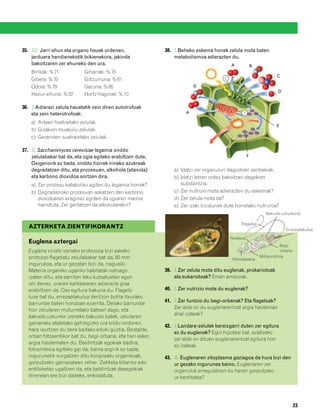 832926 _ 0006-0025.qxd   19/4/08   12:39   Página 23




        35. l l Jarri ehun eta organo hauek ordenan,
             l                                                       38. l Beheko eskema honek zelula mota baten
            jarduera handienekotik txikienekora, jakinda                 metabolismoa adierazten du.
            bakoitzaren zer ehuneko den ura.                                                        A             B
            Birikak: % 71           Giharrak: % 75
                                                                                                                              C
            Gibela: % 70            Giltzurruna: % 61                                           1

            Odola: % 79             Garuna: % 85                                  G
                                                                                                                              D
            Hezur-ehuna: % 22       Hortz-haginak: % 10

        36. l Adierazi zelula hauetatik zein diren autotrofoak
            eta zein heterotrofoak:                                           A                           2

            a) Arteen hostoetako zelulak.
                                                                                                                              E
            b) Gizakion muskulu-zelulak.
            c) Geranioen sustraietako zelulak.

        37. l Saccharomyces cerevisiae legamia onddo
             l
            zelulabakar bat da, eta ogia egiteko erabiltzen dute.                                             F
            Oxigenorik ez bada, onddo horrek irineko azukreak
            degradatzen ditu, eta prozesuan, alkohola (etanola)          a) Idatzi zer organuluri dagozkien zenbakiak.
            eta karbono dioxidoa sortzen dira.                           b) Idatzi letren ordez bakoitzari dagokion
            a) Zer prozesu kataboliko egiten du legamia horrek?             substantzia.
            b) Degradazioko prozesuan askatzen den karbono               c) Zer nutrizio mota adierazten du eskemak?
               dioxidoaren eraginez egoten da ogiaren mamia              d) Zer zelula mota da?
               harrotuta. Zer gertatzen da alkoholarekin?                e) Zer izaki bizidunek dute horrelako nutrizioa?
                                                                                                                        Bakuolo uzkurkorra

                                                                                                         Flageloa
           AZTERKETA ZIENTIFIKORANTZ                                                                                              Errezeptakulua

                                                                                                    Nukleoa
           Euglena aztergai
                                                                                                                                Begi-
           Euglena viridis izeneko protozooa bizi askeko                                                                        orbana
           protozoo flagelatu zelulabakar bat da, 60 mm                                                               Mitokondrioa
                                                                                                    Kloroplastoa
           ingurukoa, eta ur gezatan bizi da, nagusiki.
           Materia organiko ugariko habitatak nahiago                39. l Zer zelula mota ditu euglenak, prokariotoak
           izaten ditu, eta sarritan leku kutsatuetan egon               ala eukariotoak? Eman arrazoiak.
           ohi denez, uraren kalitatearen adierazle gisa
           erabiltzen da. Oso egitura bakuna du. Flagelo             40. l Zer nutrizio mota du euglenak?
           luze bat du, errezeptakulua deritzon botila itxurako
                                                                     41. l Zer funtzio du begi-orbanak? Eta flageloak?
           barrunbe baten hondoan ezarrita. Delako barrunbe
                                                                         Zer alde on du euglenarentzat argia hauteman
           hori zelularen muturretako batean dago, eta
                                                                         ahal izateak?
           bakuolo uzkurkor izeneko bakuolo batek, zelularen
           gainerako ataletako gehiegizko ura bildu ondoren,
                                                                     42. l Landare-zelulek bereizgarri duten zer egitura
           hara isurtzen du bere baitako eduki guztia. Bestalde,
                                                                         ez du euglenak? Egin hipotesi bat, azaltzeko
           orban fotosentikor bat du, begi-orbana, eta hari esker,
                                                                         zer alde on dituen euglenarentzat egitura hori
           argia hautematen du. Baldintzak egokiak badira,
                                                                         ez izateak.
           fotosintesia egiteko gai da; baina argirik ez bada,
           ingurunetik xurgatzen ditu konposatu organikoak,          43. l Euglenaren zitoplasma gaziagoa da hura bizi den
                                                                          l
           gorputzeko gainazalean zehar. Zatiketa bitarrez edo           ur gezako ingurunea baino. Euglenaren zer
           erdibiketaz ugaltzen da, eta baldintzak desegokiak            organuluk erregulatzen du haren gorputzeko
           direnean ere bizi daiteke, enkistatuta.                       ur kantitatea?




                                                                                                                                         23
 