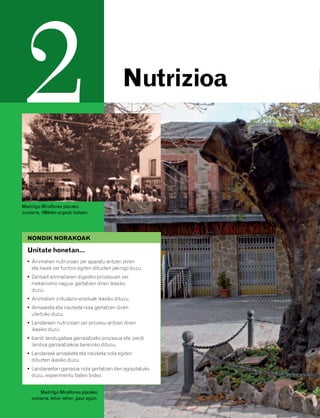 832926 _ 0026-0045.qxd    21/2/08    13:20     Página 26




         2                                                 Nutrizioa



        Madrilgo Miraflores plazako
        zumarra, 1965eko argazki batean.




          NONDIK NORAKOAK

          Unitate honetan…
          • Animalien nutrizioan zer aparatu aritzen diren
            eta haiek zer funtzio egiten dituzten jakingo duzu.
          • Zenbait animaliaren digestio-prozesuan zer
            mekanismo nagusi gertatzen diren ikasiko
            duzu.
          • Animalien zirkulazio-ereduak ikasiko dituzu.
          • Arnasketa eta iraizketa nola gertatzen diren
            ulertuko duzu.
          • Landareen nutrizioan zer prozesu aritzen diren
            ikasiko duzu.
          • Izerdi landugabea garraiatzeko prozesua eta izerdi
            landua garraiatzekoa bereiziko dituzu.
          • Landareek arnasketa eta iraizketa nola egiten
            dituzten ikasiko duzu.
          • Landareetan garraioa nola gertatzen den egiaztatuko
            duzu, esperimentu baten bidez.


               Madrilgo Miraflores plazako
            zumarra, lehor-lehor, gaur egun.
 