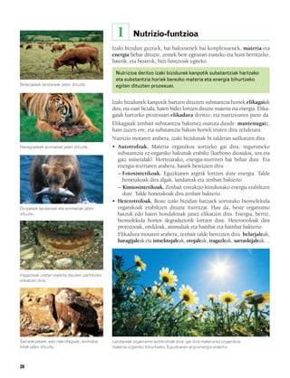 832926 _ 0026-0045.qxd    21/2/08    13:20      Página 28




                                                              1       Nutrizio-funtzioa
                                                            Izaki bizidun guztiek, bai bakunenek bai konplexuenek, materia eta
                                                            energia behar dituzte, zeinek bere egiturari eusteko eta hura berritzeko,
                                                            batetik, eta bestetik, bizi-funtzioak egiteko.

                                                             Nutrizioa deritzo izaki bizidunek kanpotik substantziak hartzeko
                                                             eta substantzia horiek berezko materia eta energia bihurtzeko
        Belarjaleek landareak jaten dituzte.                 egiten dituzten prozesuei.


                                                            Izaki bizidunek kanpotik hartzen dituzten substantzia horiek elikagaiak
                                                            dira, eta esan bezala, haien bidez lortzen dituzte materia eta energia. Elika-
                                                            gaiak hartzeko prozesuari elikadura deritzo, eta nutrizioaren parte da.
                                                            Elikagaiak zenbait substantzia bakunez osatuta daude: mantenugaiz,
                                                            hain zuzen ere; eta substantzia bakun horiek iristen dira zeluletara.
                                                            Nutrizio motaren arabera, izaki bizidunak bi taldetan sailkatzen dira:
        Haragijaleek animaliak jaten dituzte.               • Autotrofoak. Materia organikoa sortzeko gai dira, inguruneko
                                                              substantzia ez-organiko bakunak erabiliz (karbono dioxidoa, ura eta
                                                              gatz mineralak). Horretarako, energia-iturriren bat behar dute. Eta
                                                              energia-iturriaren arabera, hauek bereizten dira:
                                                              – Fotosintetikoak. Eguzkiaren argitik lortzen dute energia. Talde
                                                                honetakoak dira algak, landareak eta zenbait bakterio.
                                                              – Kimiosintetikoak. Zenbait erreakzio kimikotako energia erabiltzen
                                                                dute. Talde honetakoak dira zenbait bakterio.
                                                            • Heterotrofoak. Beste izaki bizidun batzuek sortutako biomolekula
        Orojaleek landareak eta animaliak jaten               organikoak erabiltzen dituzte iturritzat. Hau da, beste organismo
        dituzte.                                              batzuk edo haien hondakinak janez elikatzen dira. Energia, berriz,
                                                              biomolekula horien degradaziotik lortzen dute. Heterotrofoak dira
                                                              protozooak, onddoak, animaliak eta hainbat eta hainbat bakterio.
                                                              Elikadura motaren arabera, zenbait talde bereizten dira: belarjaleak,
                                                              haragijaleak eta intsektujaleak, orojaleak, iragazleak, sarraskijaleak…




        Iragazleak uretan esekita dauden partikulez
        elikatzen dira.




        Sarraskijaleek, edo nekrofagoek, animalia           Landareak organismo autotrofoak dira: gai dira materia ez-organikoa
        hilak jaten dituzte.                                materia organiko bihurtzeko, Eguzkiaren argi-energia erabiliz.



        28
 