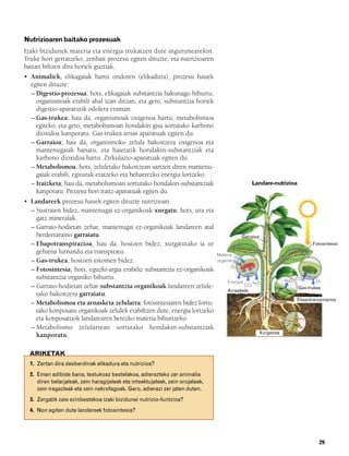 832926 _ 0026-0045.qxd   21/2/08   13:20    Página 29




        Nutrizioaren baitako prozesuak
        Izaki bizidunek materia eta energia trukatzen dute ingurunearekin.
        Truke hori gertatzeko, zenbait prozesu egiten dituzte, eta nutrizioaren
        baitan biltzen dira horiek guztiak.
        • Animaliek, elikagaiak hartu ondoren (elikadura), prozesu hauek
          egiten dituzte:
          – Digestio-prozesua; hots, elikagaiak substantzia bakunago bihurtu,
            organismoak erabili ahal izan ditzan, eta gero, substantzia horiek
            digestio-aparatutik odolera eraman.
          – Gas-trukea; hau da, organismoak oxigenoa hartu, metabolismoa
            egiteko, eta gero, metabolismoan hondakin gisa sortutako karbono
            dioxidoa kanporatu. Gas-trukea arnas aparatuak egiten du.
          – Garraioa; hau da, organismoko zelula bakoitzera oxigenoa eta
            mantenugaiak banatu, eta haietatik hondakin-substantziak eta
            karbono dioxidoa hartu. Zirkulazio-aparatuak egiten du.
          – Metabolismoa; hots, zeluletako bakoitzean sartzen diren mantenu-
            gaiak erabili, egiturak eratzeko eta beharrezko energia lortzeko.
          – Iraizketa; hau da, metabolismoan sortutako hondakin-substantziak                            Landare-nutrizioa
            kanporatu. Prozesu hori iraitz-aparatuak egiten du.
        • Landareek prozesu hauek egiten dituzte nutrizioan:
          – Sustraien bidez, mantenugai ez-organikoak xurgatu; hots, ura eta
            gatz mineralak.
          – Garraio-hodietan zehar, mantenugai ez-organikoak landareen atal
            berdeetaraino garraiatu.                                                                Garraioa
          – Ebapotranspirazioa; hau da, hostoen bidez, xurgatutako ia ur                                                          Fotosintesia
            gehiena lurrundu eta transpiratu.                                           Materia
          – Gas-trukea, hostoen estomen bidez.                                          organikoa
                                                                                               O2
          – Fotosintesia; hots, eguzki-argia erabiliz substantzia ez-organikoak
            substantzia organiko bihurtu.                                                                              H2O CO2      O2
                                                                                             Energia
          – Garraio-hodietan zehar substantzia organikoak landareen zelule-                        CO2 H2O
                                                                                                                            Gas-trukea
                                                                                            Arnasketa
            tako bakoitzera garraiatu.
                                                                                                                           Ebapotranspirazioa
          – Metabolismoa eta arnasketa zelularra; fotosintesiaren bidez lortu-
            tako konposatu organikoak zelulek erabiltzen dute, energia lortzeko
            eta konposatuok landarearen berezko materia bihurtzeko.
          – Metabolismo zelularrean sortutako hondakin-substantziak
                                                                                                           Xurgatzea
            kanporatu.

          ARIKETAK
          1. Zertan dira desberdinak elikadura eta nutrizioa?
          2. Eman adibide bana, testukoaz bestelakoa, adierazteko zer animalia
             diren belarjaleak, zein haragijaleak eta intsektujaleak, zein orojaleak,
             zein iragazleak eta zein nekrofagoak. Gero, adierazi zer jaten duten.
          3. Zergatik zaie ezinbestekoa izaki bizidunei nutrizio-funtzioa?
          4. Non egiten dute landareek fotosintesia?




                                                                                                                                     29
 