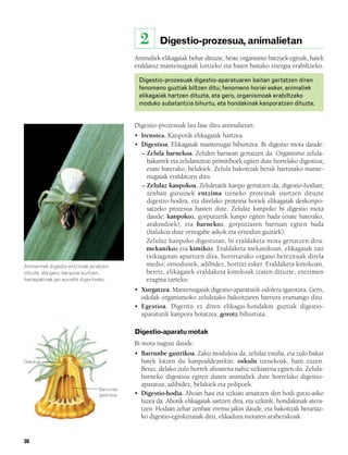 832926 _ 0026-0045.qxd    21/2/08    13:20       Página 30




                                                               2      Digestio-prozesua, animalietan
                                                             Animaliek elikagaiak behar dituzte, beste organismo batzuek eginak, haiek
                                                             eraldatuz mantenugaiak lortzeko eta haien baitako energia erabiltzeko.

                                                              Digestio-prozesuak digestio-aparatuaren baitan gertatzen diren
                                                              fenomeno guztiak biltzen ditu; fenomeno horiei esker, animaliek
                                                              elikagaiak hartzen dituzte, eta gero, organismoak erabiltzeko
                                                              moduko substantzia bihurtu, eta hondakinak kanporatzen dituzte.


                                                             Digestio-prozesuak lau fase ditu animalietan:
                                                             • Irenstea. Kanpotik elikagaiak hartzea.
                                                             • Digestioa. Elikagaiak mantenugai bihurtzea. Bi digestio mota daude:
                                                               – Zelula barnekoa. Zelulen barnean gertatzen da. Organismo zelula-
                                                                 bakarrek eta zelulaniztun primitiboek egiten dute horrelako digestioa;
                                                                 esate baterako, belakiek. Zelula bakoitzak berak hartutako mante-
                                                                 nugaiak eraldatzen ditu.
                                                               – Zelulaz kanpokoa. Zeluletatik kanpo gertatzen da, digestio-hodian;
                                                                 zenbait guruinek entzima izeneko proteinak isurtzen dituzte
                                                                 digestio-hodira, eta direlako proteina horiek elikagaiak deskonpo-
                                                                 satzeko prozesua hasten dute. Zelulaz kanpoko bi digestio mota
                                                                 daude: kanpokoa, gorputzetik kanpo egiten bada (esate baterako,
                                                                 araknidoek), eta barnekoa, gorputzaren barruan egiten bada
                                                                 (halakoa dute ornogabe askok eta ornodun guztiek).
                                                                 Zelulaz kanpoko digestioan, bi eraldaketa mota gertatzen dira:
                                                                 mekanikoa eta kimikoa. Eraldaketa mekanikoan, elikagaiak zati
                                                                 txikiagotan apurtzen dira, horretarako organo berezituak direla
        Armiarmek digestio-entzimak jariatzen                    medio; ornodunek, adibidez, hortzei esker. Eraldaketa kimikoan,
        dituzte, eta gero, kanpora isurtzen,                     berriz, elikagaiek eraldaketa kimikoak izaten dituzte, entzimen
        harrapakinak jan aurretik digeritzeko.                   eragina tarteko.
                                                             • Xurgatzea. Mantenugaiak digestio-aparatutik odolera igarotzea. Gero,
                                                               odolak organismoko zeluletako bakoitzaren barrura eramango ditu.
                                                             • Egestioa. Digeritu ez diren elikagai-hondakin guztiak digestio-
                                                               aparatutik kanpora botatzea, gorotz bihurtuta.

                                                             Digestio-aparatu motak
                                                             Bi mota nagusi daude:
                                                             • Barrunbe gastrikoa. Zaku modukoa da, zelulaz estalia, eta zulo bakar
        Oskulua                                                batek lotzen du kanpoaldearekin: oskulu izenekoak, hain zuzen.
                                                               Beraz, delako zulo horrek ahoarena nahiz uzkiarena egiten du. Zelula-
                                                               barneko digestioa egiten duten animaliek dute horrelako digestio-
                                                               aparatua; adibidez, belakiek eta polipoek.
                                         Barrunbe
                                         gastrikoa           • Digestio-hodia. Ahoan hasi eta uzkian amaitzen den hodi gutxi-asko
                                                               luzea da. Ahotik elikagaiak sartzen dira, eta uzkitik, hondakinak atera-
                                                               tzen. Hodian zehar zenbait eremu jakin daude, eta bakoitzak berariaz-
                                                               ko digestio-eginkizunak ditu, elikadura motaren araberakoak.


        30
 
