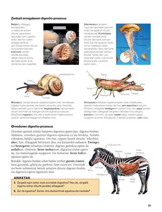 832926 _ 0026-0045.qxd       21/2/08     13:20      Página 31




        Zenbait ornogaberen digestio-prozesua
        Belakiek, elikagaia                                                 Zelenteratuek ahoaren
        harrapatzeko,                                 Koanozitoak           inguruan dauzkaten garroen
        ur-lasterrak sortzen                                                bidez harrapatzen dituzte
        dituzte, gorputzean                                                 harrapakinak. Knidoblasto
        dauzkaten poro ugarien                                              izeneko hainbat zelula                                    Barrunbe
        bidez; eta horri esker,                                             dituzte, eta haiek, barruan,                              gastrobaskularra
                                                 Poroak
        elikagai partikula                                                  likido bat; harrapakinei likido
        txiki-txikiak lortzen dituzte.                                      horixe injektatzen diete,                                        Garroak
                                                                                                               Knidoblastoak
        Gorputzaren barnean                                                 harrapatzeko. Gero, barrunbe
        koanozito izeneko                                                   gastrobaskularrean sartzen
        zelulak dauzkate,                                                   dituzte, hartan den zulo
        estalki modura jarrita,                                             bakarrean zehar, zulo horrek
        eta haiek egiten dute                                               ahoarena eta uzkiarena
        zelula-barneko digestioa.                                           egiten baitu.



                                                            Hepatopankrea                    Papoa

                         Uzkia
                                                                                                                                             Uzkia

                                                                               Ahoa

                                                                                                                       Arandoia     Hestea
                                                                                            Hestegorria
                      Ahoa
                                          Urdaila

        Moluskuek zelulaz kanpoko digestioa egiten dute. Horretarako,       Artropodoek kanpoko digestioa egiten dute. Intsektuetan,
        digestio-hodia daukate, eta hartan, ahoa eta uzkia, bereizita.      digestio-hodia ahoan hasten da; han, aho-apendizeak dituzte.
        Gasteropodoek guruin bat dute: hepatopankrea; hark jariatzen        Ondoren, elikagaiak hestegorrian sartzen dira; han, papo izeneko
        dituen entzimak oso baliagarriak dira digestio-prozesuan.           zabalgunean, elikagaiak listuarekin nahasten dira, eta gero,
        Bibalbioak iragazleak dira, eta ur-lasterrarekin batera sartzen     arandoian, birrindu. Jarraian, hestea dago; mantenugaiak
        zaizkien partikula elikagarriez elikatzen dira.                     xurgatzen dira han. Eta azkenik, hodiaren bukaeran, uzkia dago.


        Ornodunen digestio-prozesua
        Ornodun guztiek zelulaz kanpoko digestioa egiten dute, digestio-hodian.
        Alabaina, ornodun guztien digestio-aparatua ez da berdina. Nolako
        elikadura, halako aparatua. Oro har, organo hauek dituzte: lehenbizi,
        ahoa; han, elikagaiak birrintzen dira, eta listuarekin nahasten. Faringea
                                                                                                       Listu-guruina
        eta hestegorria zeharkatu ondoren, digestio gastrikoa egiten da,
        urdailean. Ondoren, heste meharrean, digestioa erabat egiten                                                                      Heste
                                                                                                              Pankrea
        da, eta mantenugaiak xurgatzen. Eta bukaeran, heste lodian,                                                       Urdaila         meharra
        egestioa egiten da.
        Bestalde, digestio-hodian zehar badira zenbait guruin erantsi:
        listu-guruinak, gibela eta pankrea, hain zuzen ere. Entzimak
        eta beste substantzia batzuk jariatzen dituzte digestio-hodira,       Faringea
                                                                         Ahoa
        eta digestioa egiten laguntzen dute.
                                                                                         Hestegorria
          ARIKETAK                                                                                                Gibela          Heste
           5. Zergatik egin behar dute animaliek digestioa? Hau da, zergatik                                                      lodia

              digeritu behar dituzte jandako elikagaiak?
           6. Zer da egestioa? Zertan dira desberdinak egestioa eta iraizketa?




                                                                                                                                                       31
 
